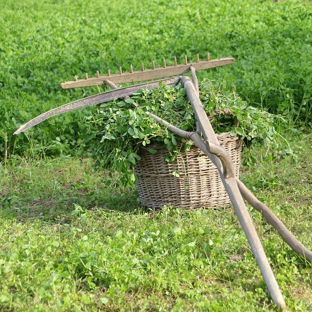 Sensen - Mähen für den Hausgebrauch