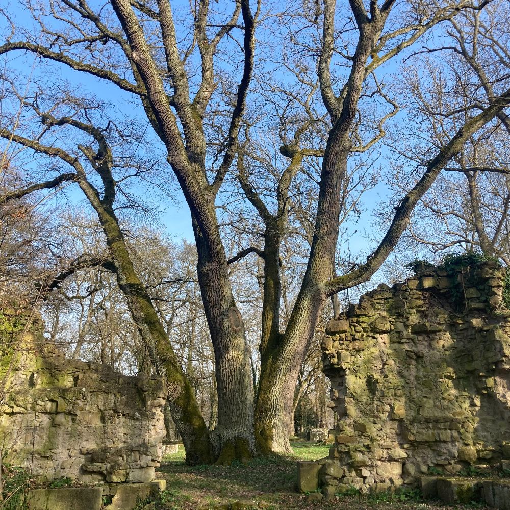 Wyda – Das Yoga der Druiden