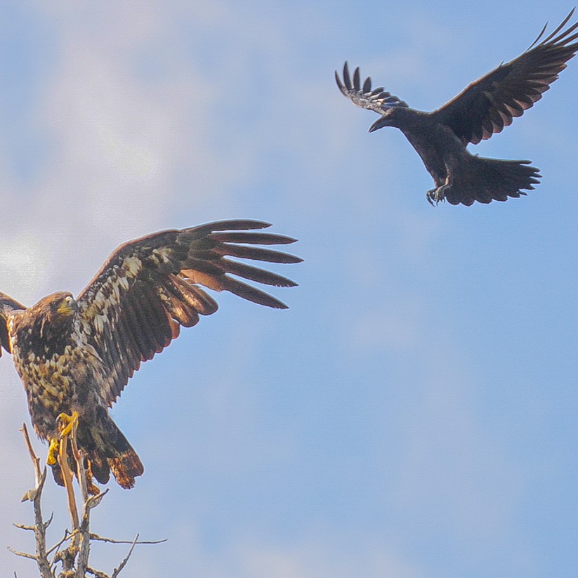 Vortrag: Die geheime Sprache der Vögel