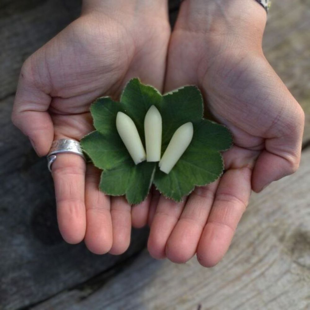 Pflanzenkraft für die Yoni – Ganzheitliche Schoßraumpflege &