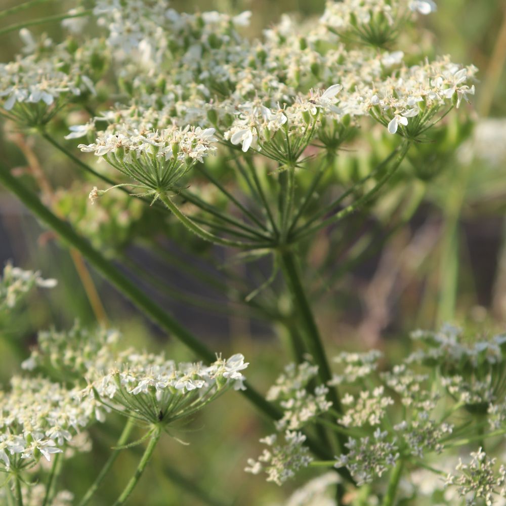 Subtilitas – Sommermedizin der Hl. Hildegard von Bingen