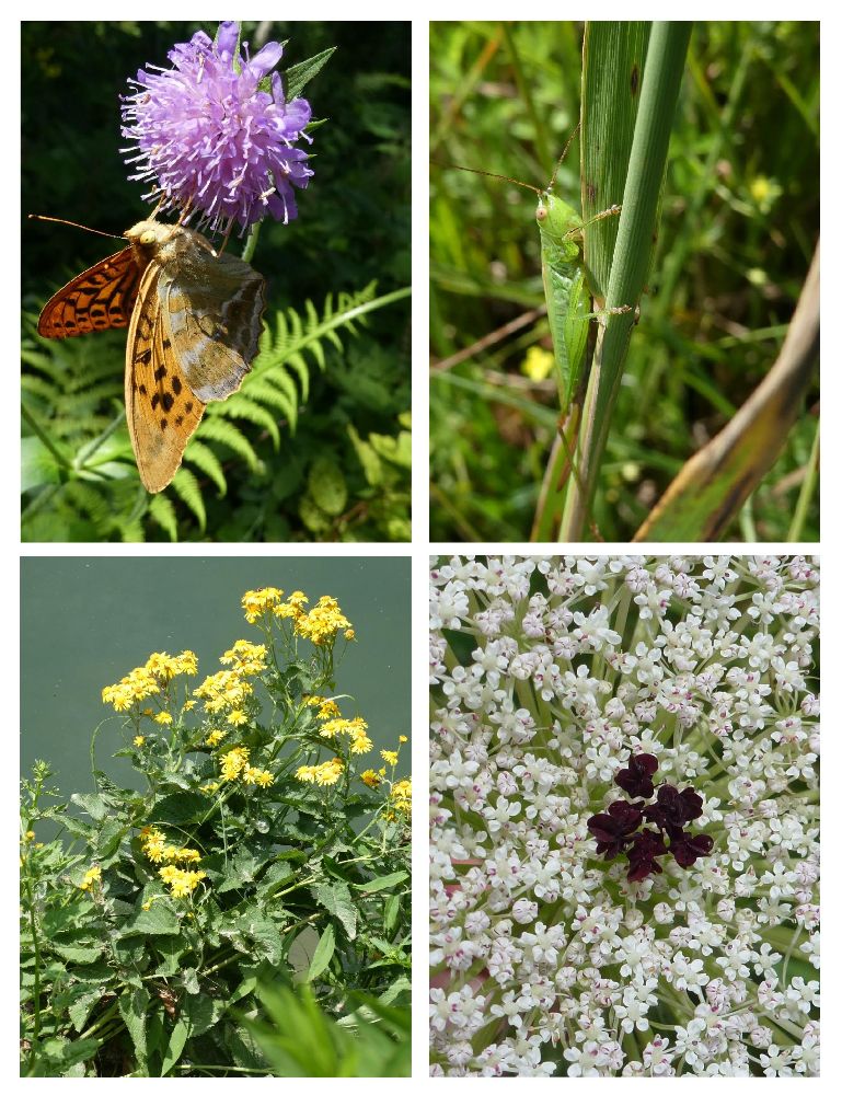 Pflanzen, Tiere, Steine und das große Ganze