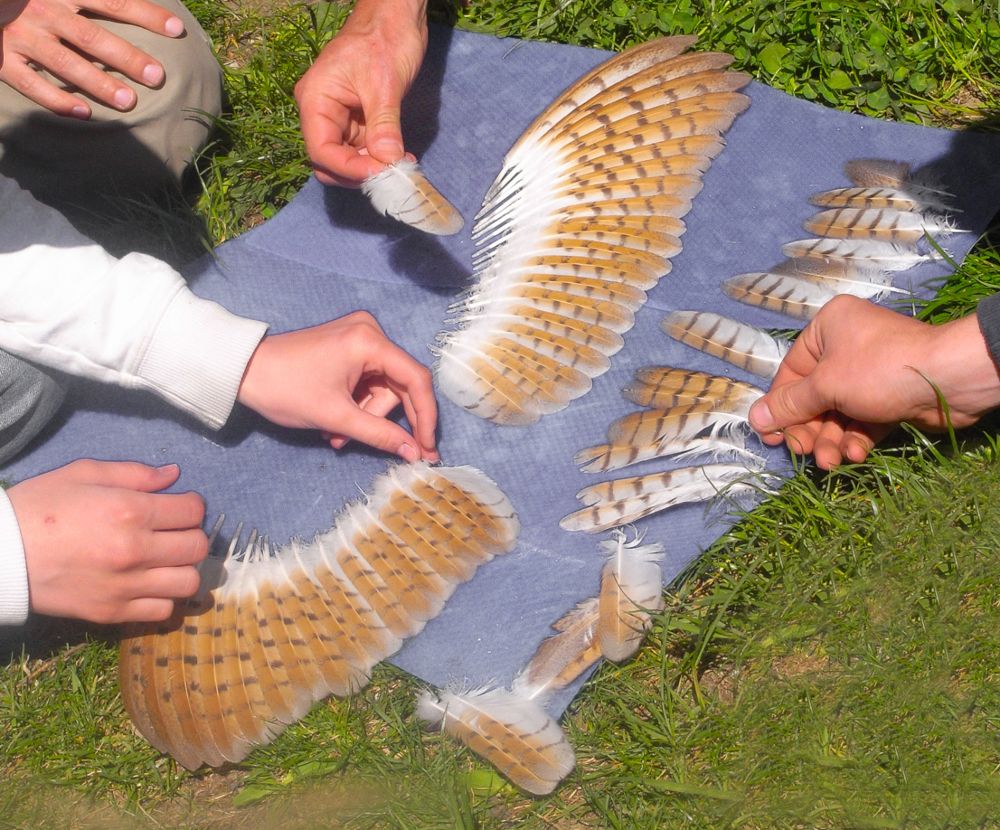 Federlesen und Federzeremonie