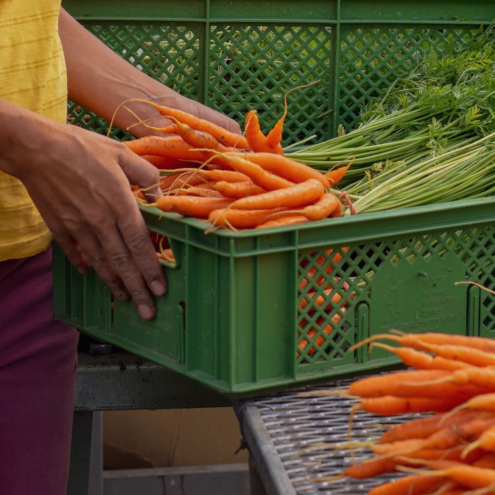 Einfach Gärtnern – Mit der Gärtnerin durchs Gartenjahr