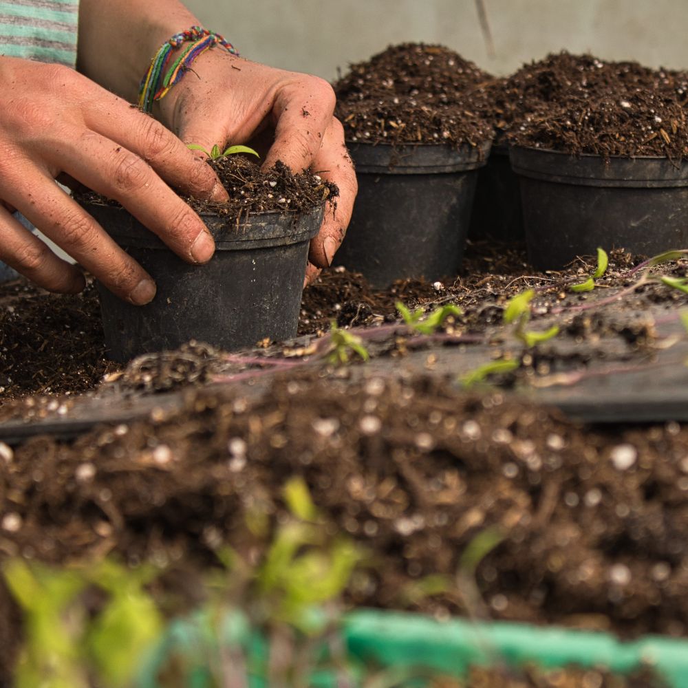 Einfach Gärtnern - Mit der Gärtnerin durchs Gartenjahr