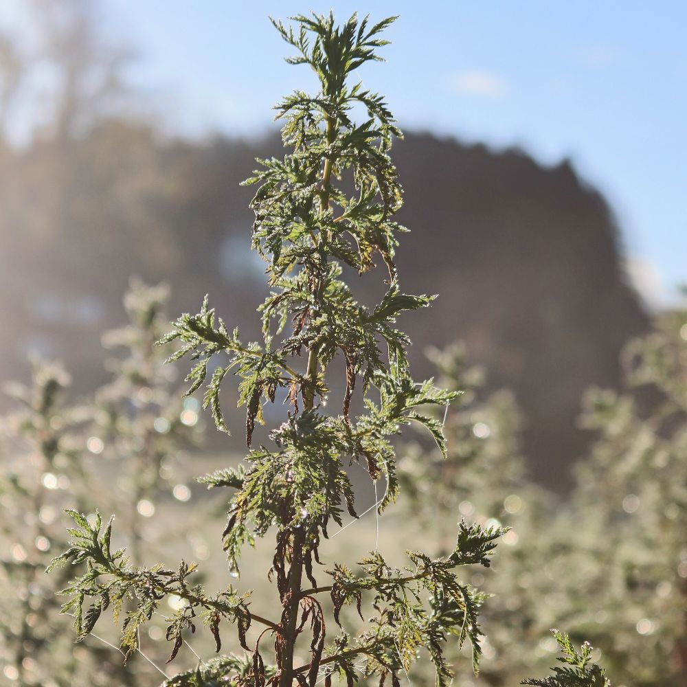 Waren Druiden Schamanen?