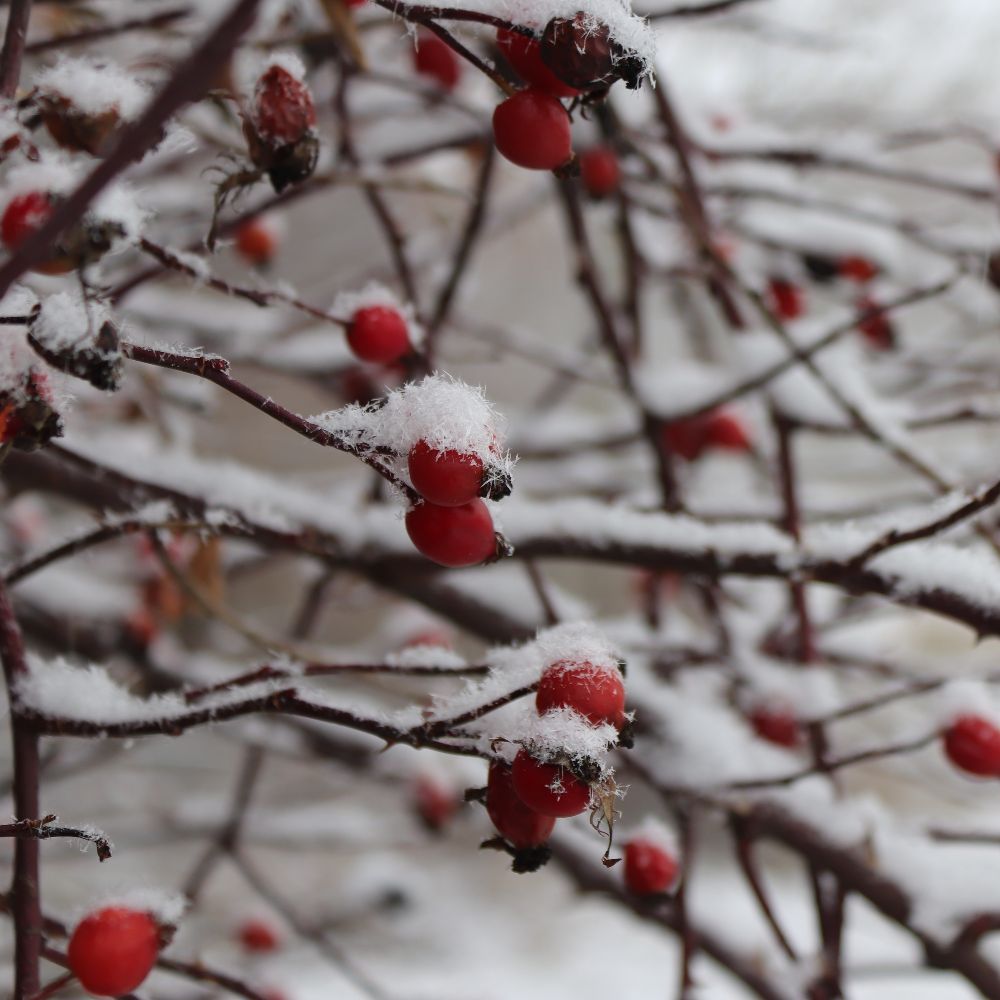 Ratio – Wintermedizin der Hl. Hildegard von Bingen