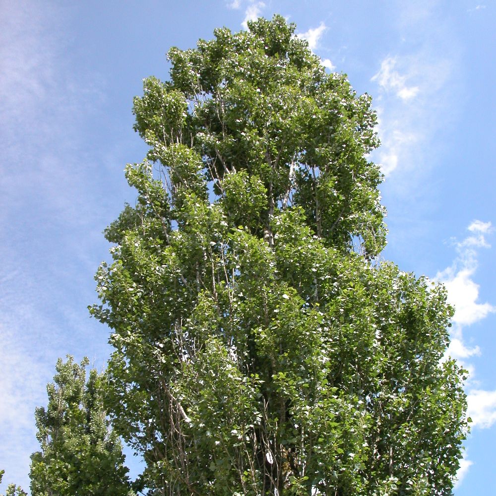 Bäume in der Heilkunde