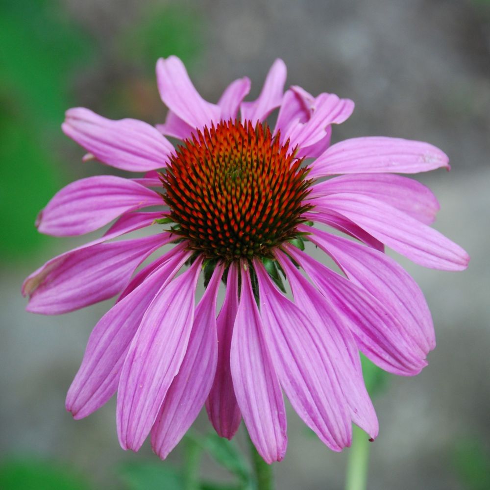 Die erstaunlichen Kräfte von antiviralen Pflanzen