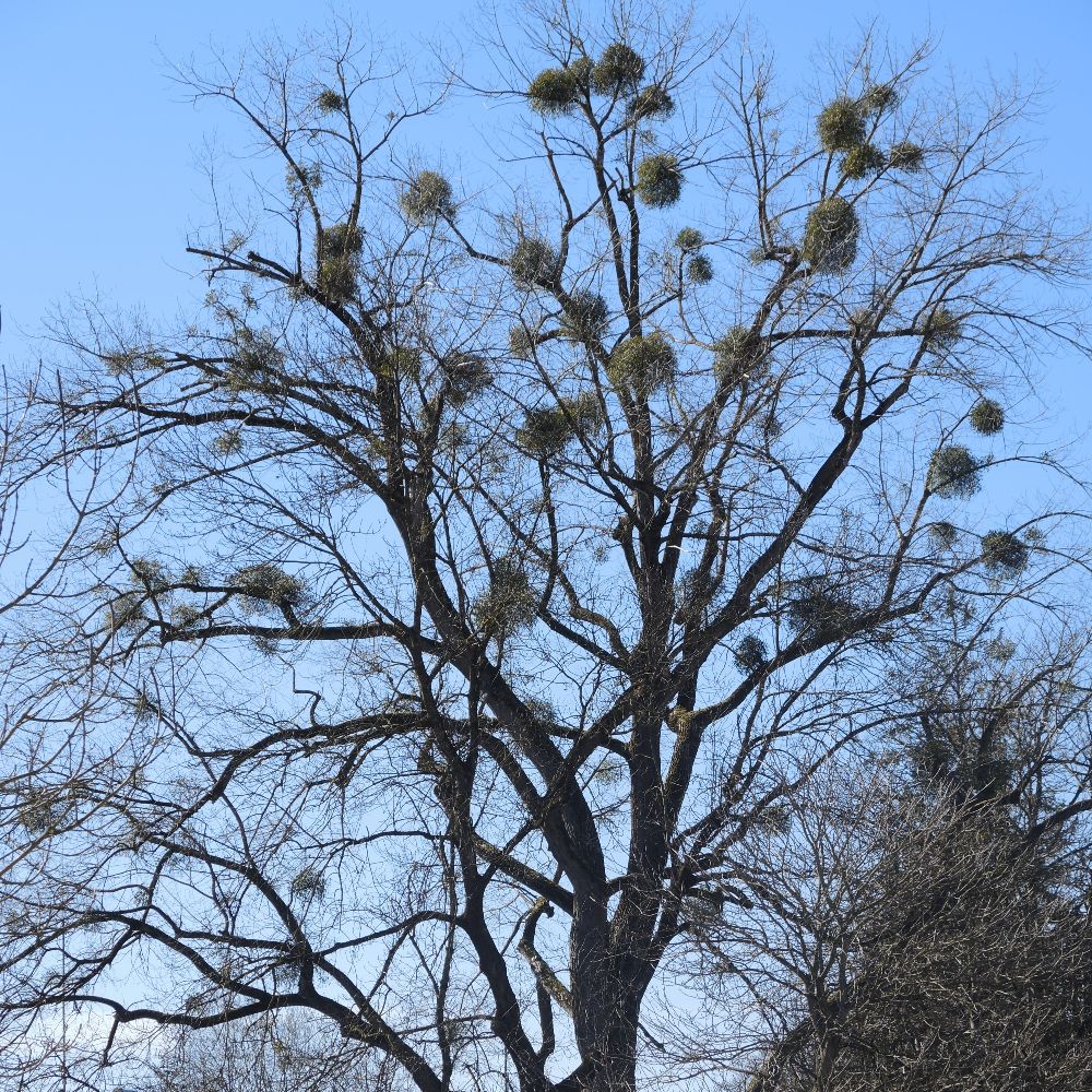 Magie und Heilkraft der Mistel