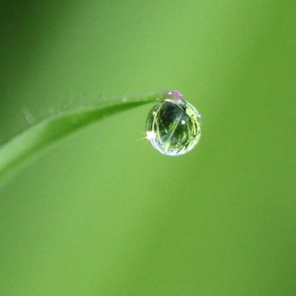 Tautropfen sammeln und anwenden.