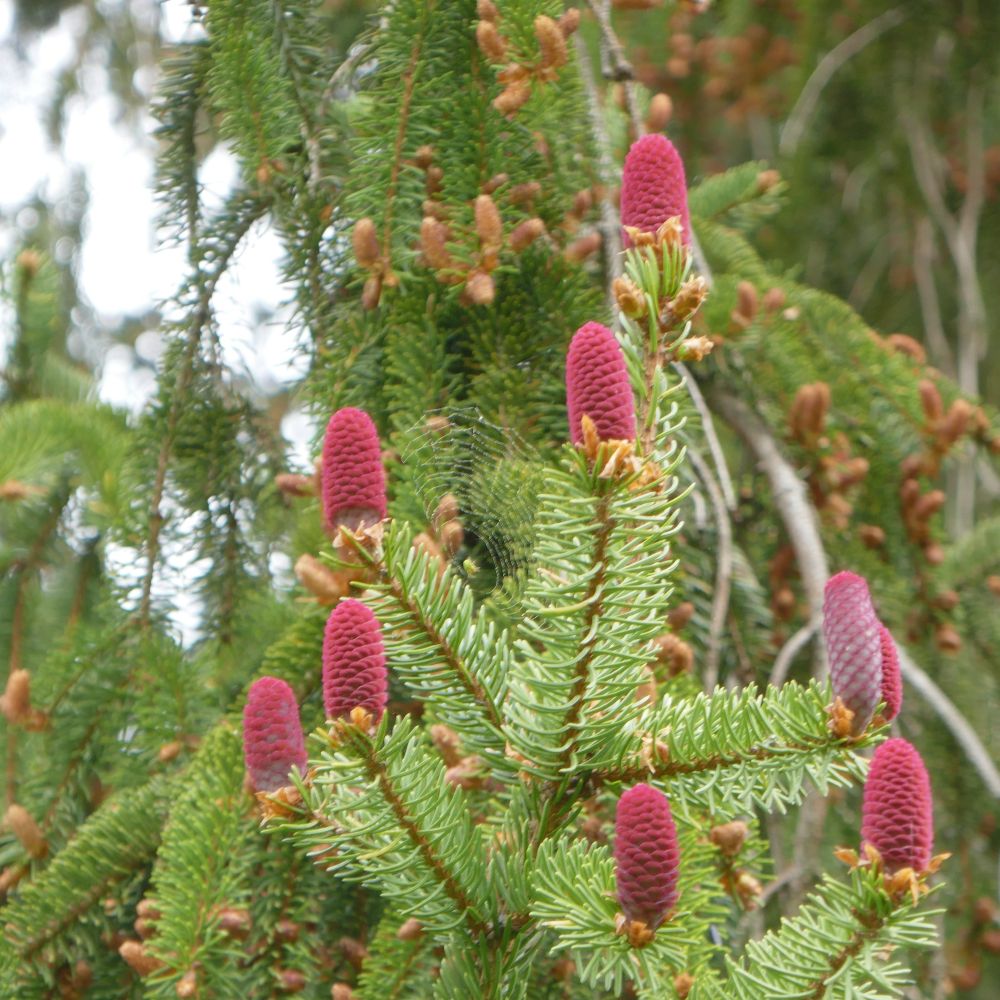 Bäume in der Heilkunde