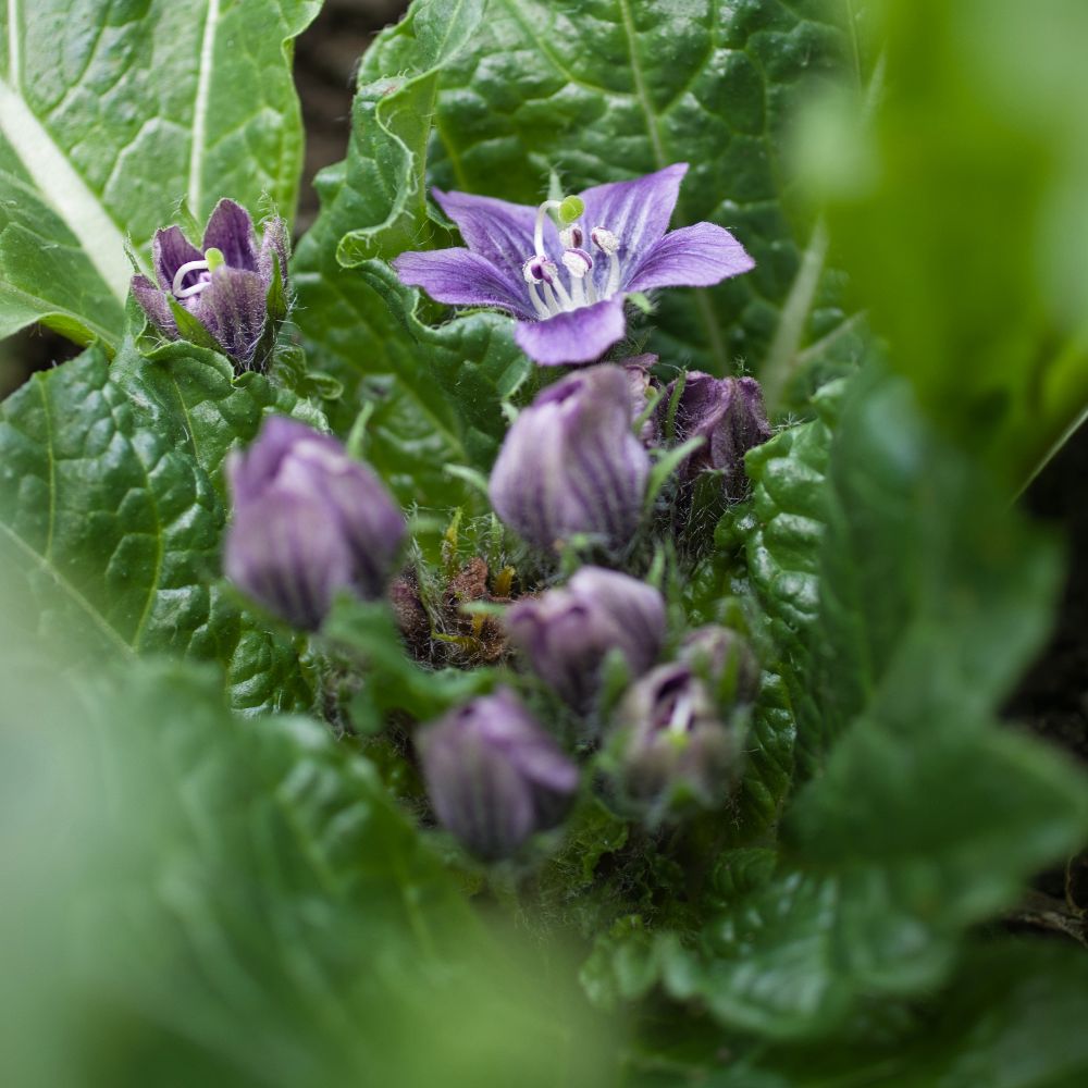 Bildvortrag: Hexen und Pflanzen