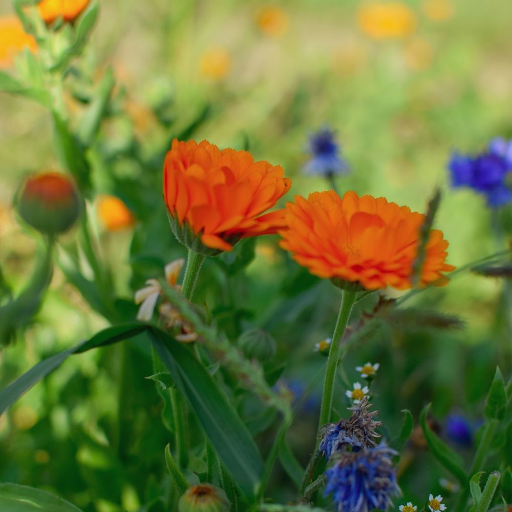 Kräuterwerkstatt - Ringelblume